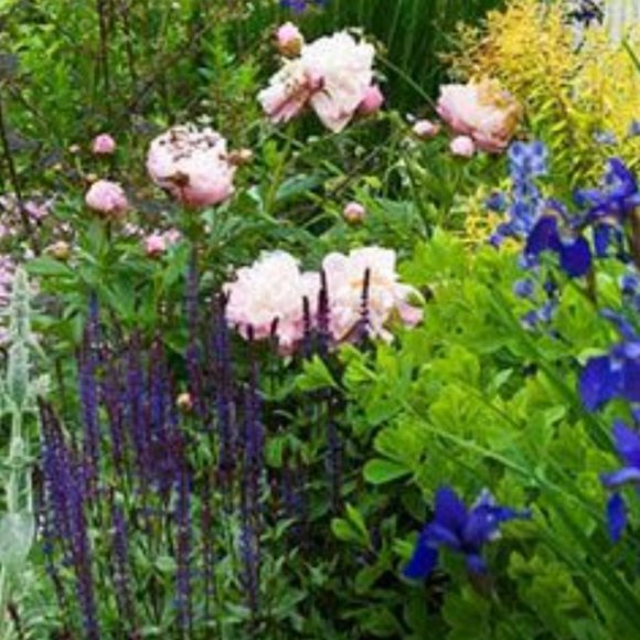 Meet your Posher, Chepis - Picture 2 of 2